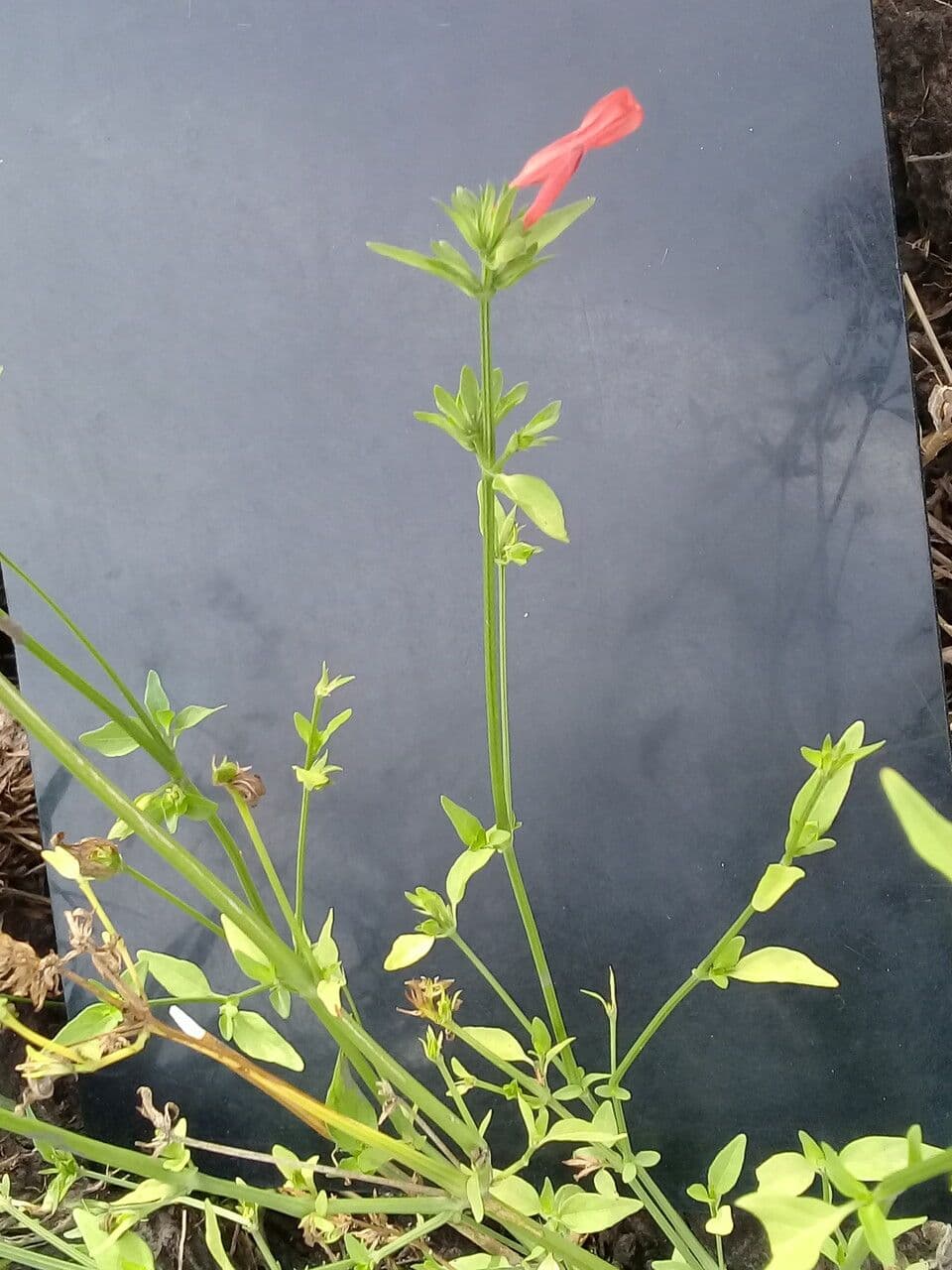 Dicliptera 13