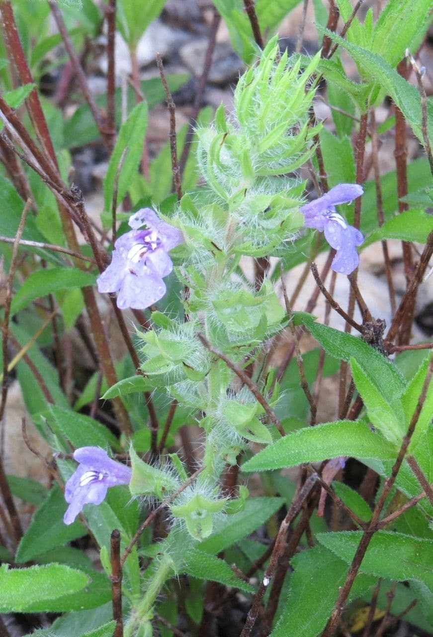 Texas-Salbei 10
