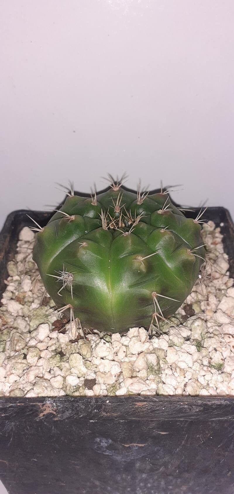 Hakenkaktus 11