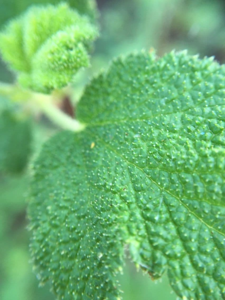 Ribes malvaceo 14
