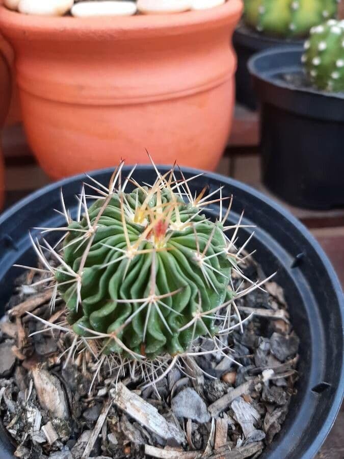 Cactus cervello 7