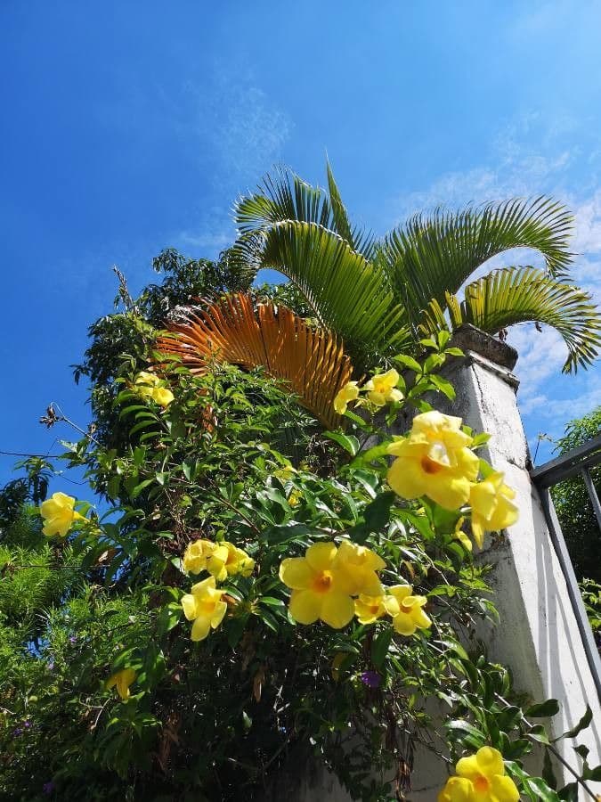 Allamanda 6