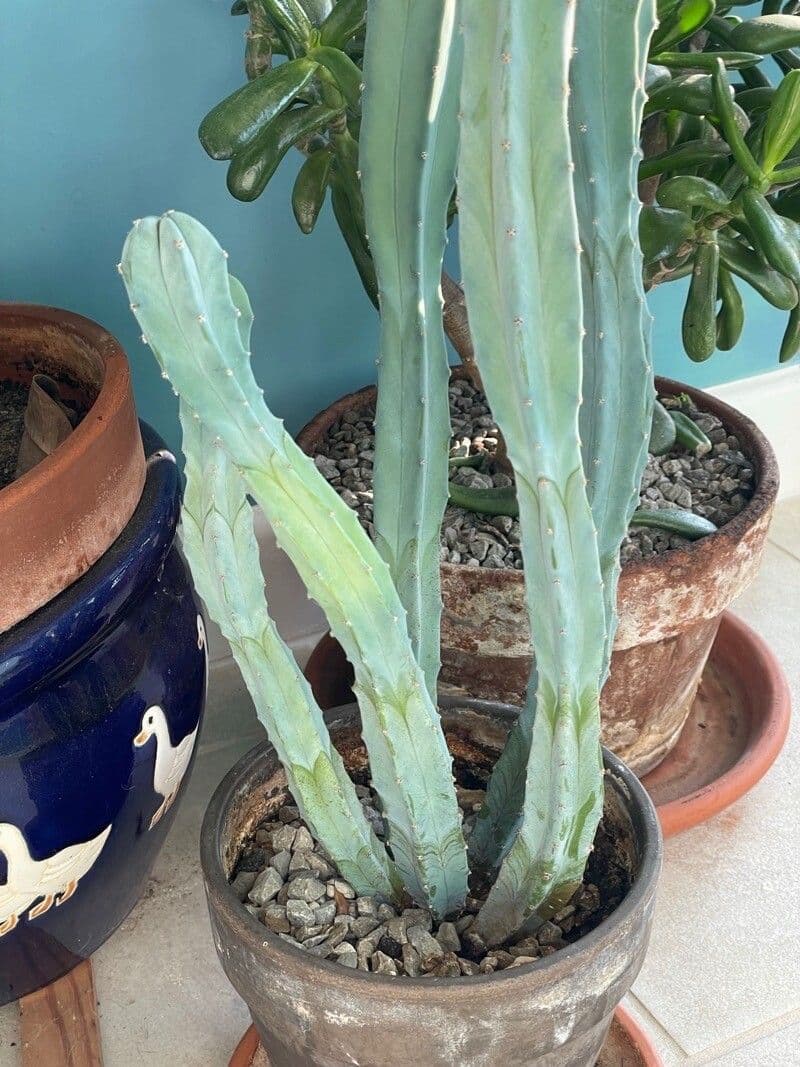 Myrtillocactus geometrizans 21