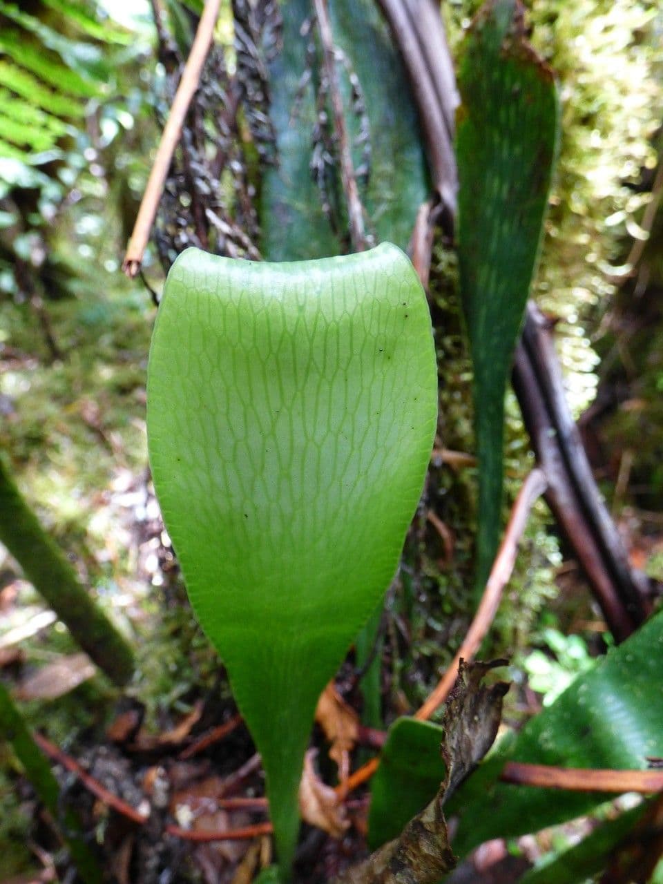 Antrophyum 8