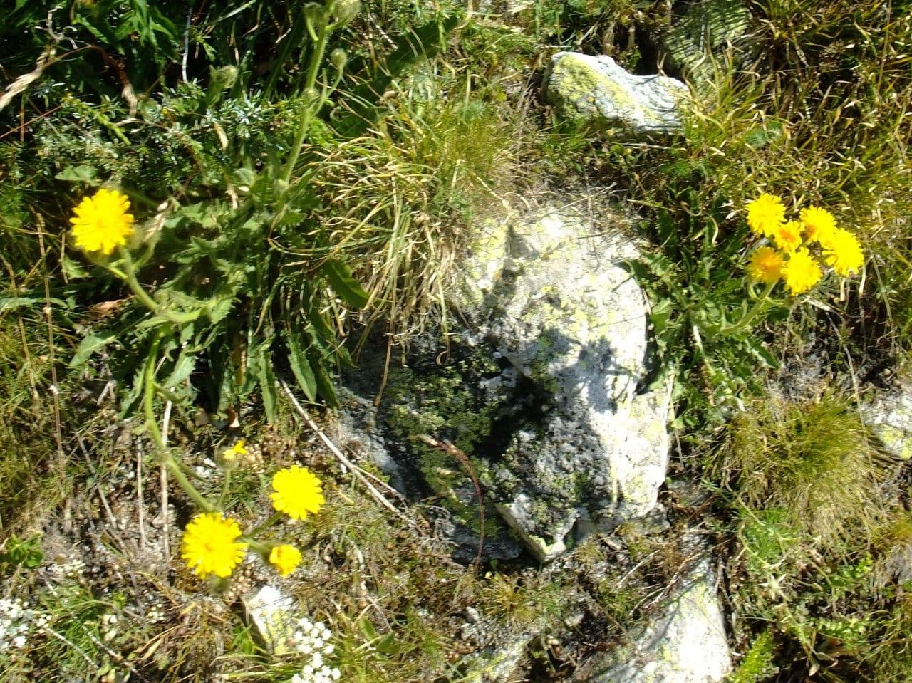 Crepis conyzifolia 13