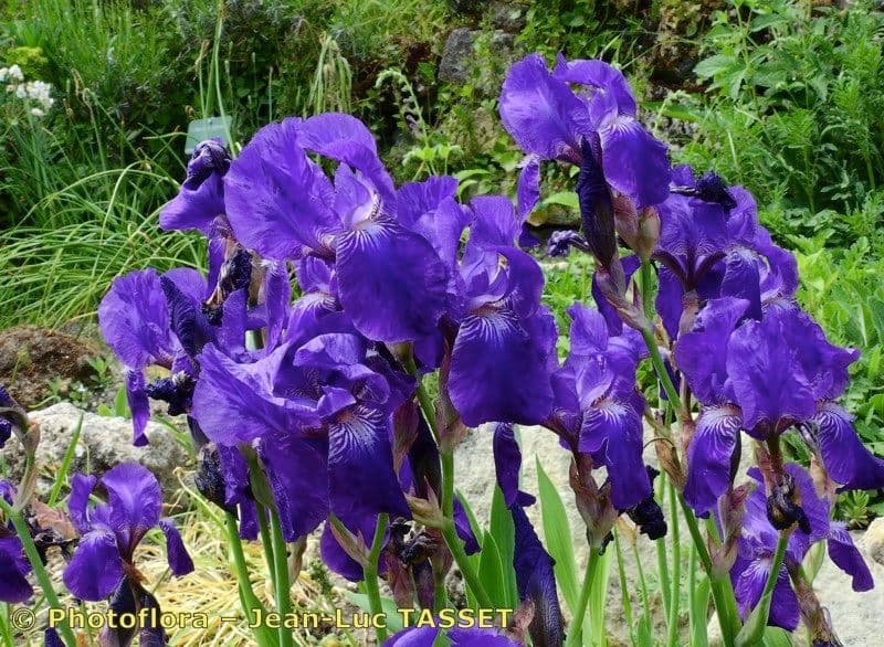 Iris 9