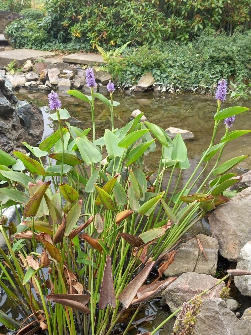 Pontederia 12