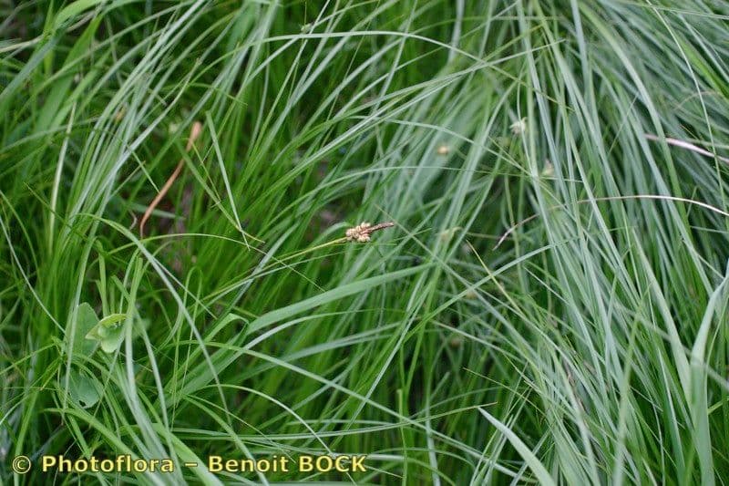 Sedge 10
