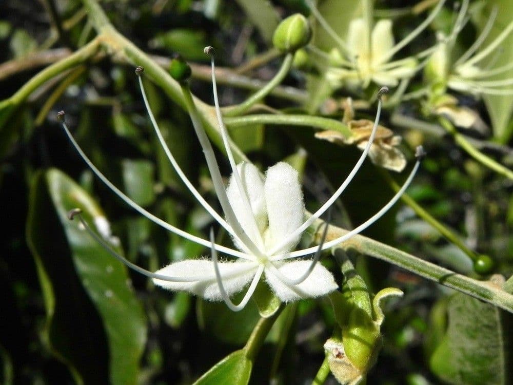 Kapari 6