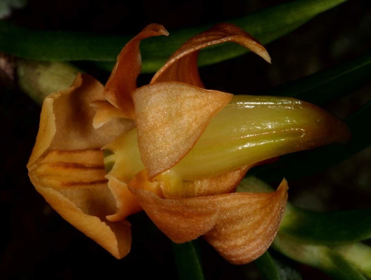 Dendrobium 2