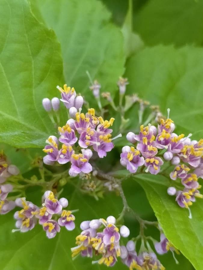 Callicarpa giapponese 10