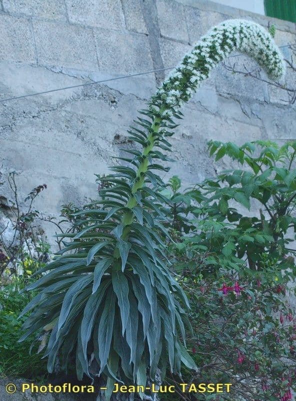Echio simplex 8