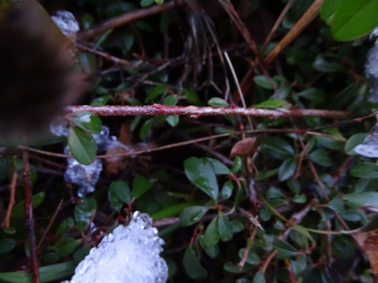 Cotoneaster de hoja entera 23