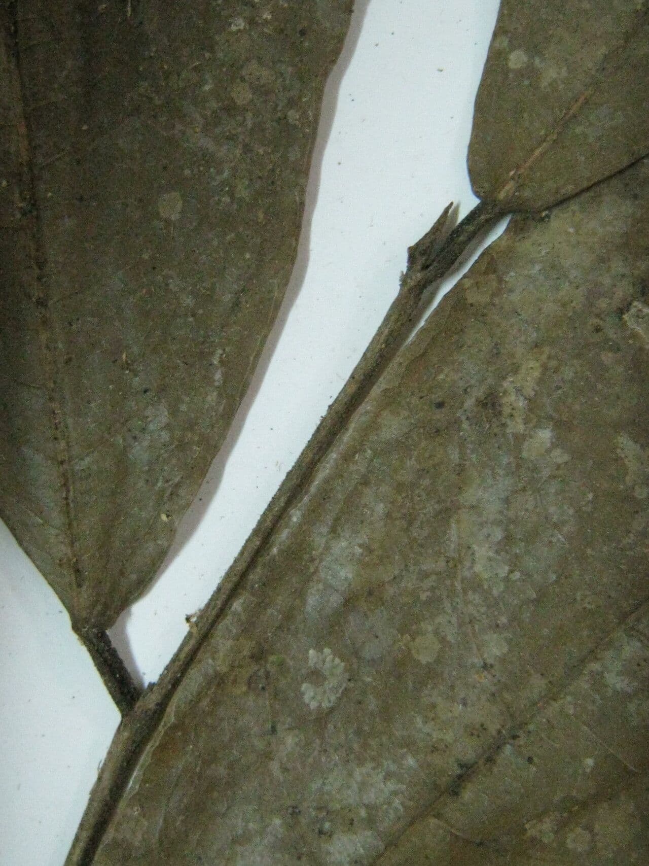 Sorocea 2