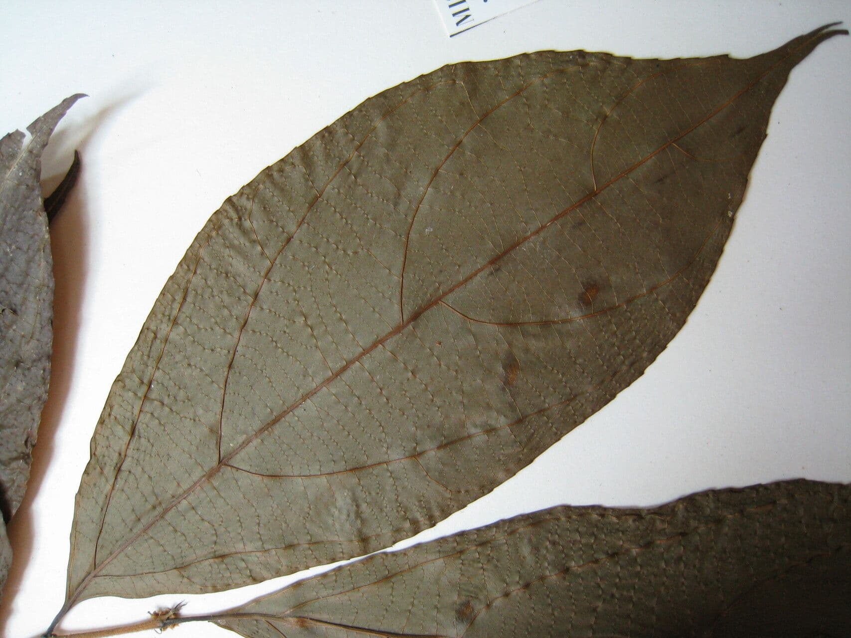 Casearia pitumba 11