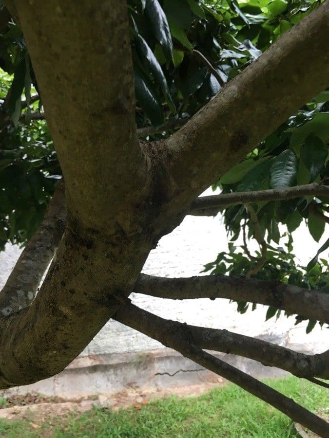 Litchi 25