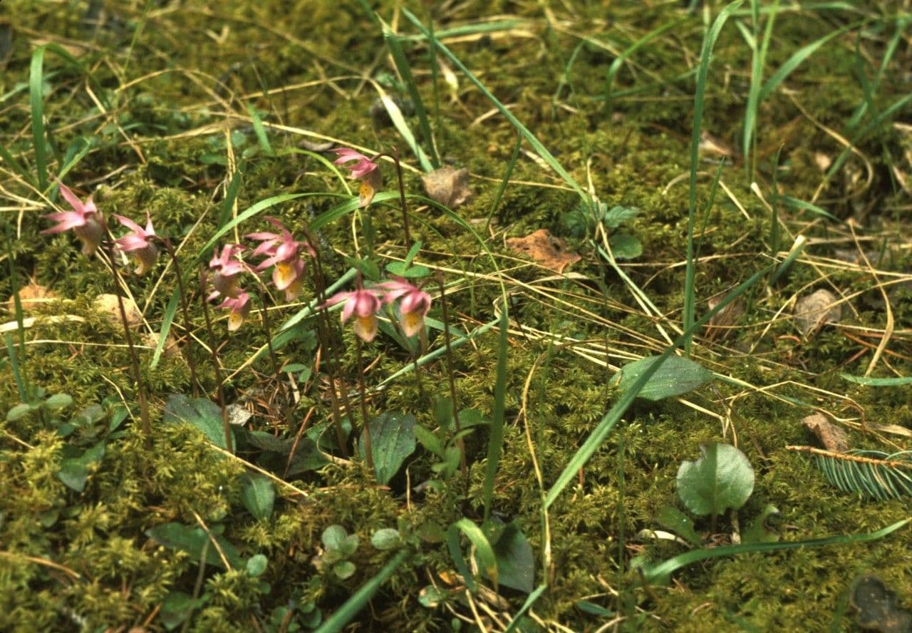 Calypso bulbosa 7