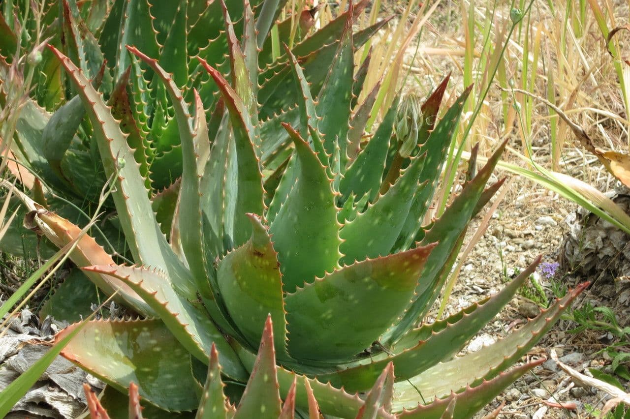 Aloe 9