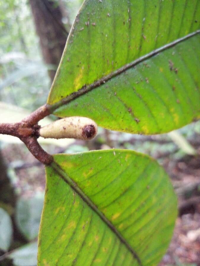 Calycorectes