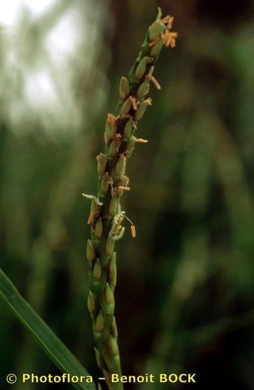 Erba pimento 4