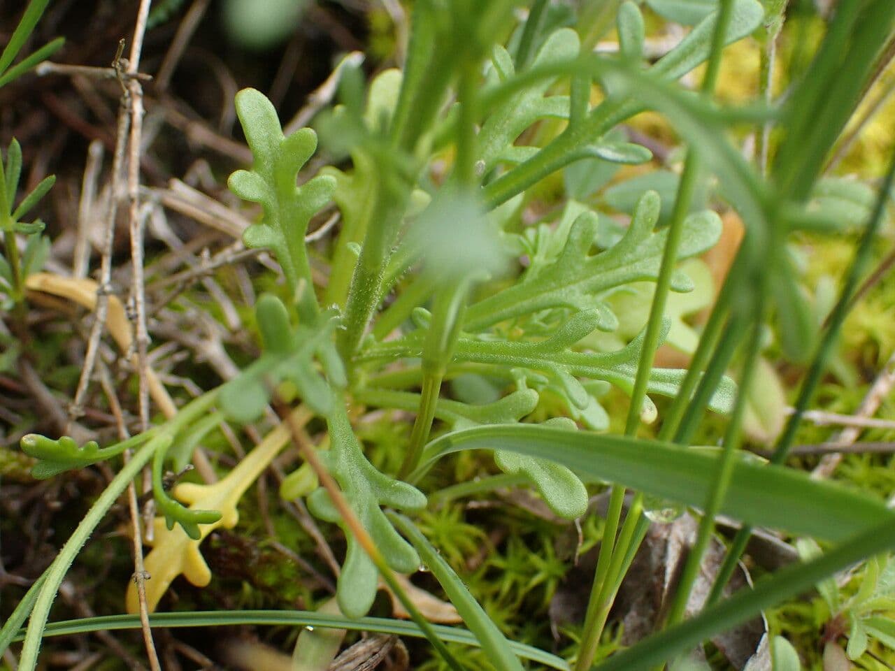 Iberis pinnata 19