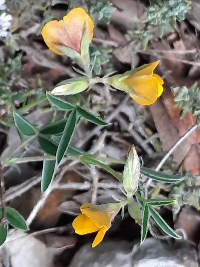 Citiso d'argento 30