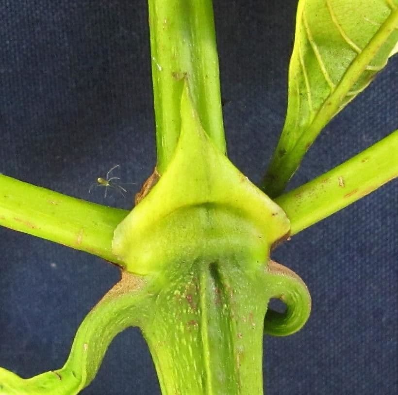 Warszewiczia coccinea 21