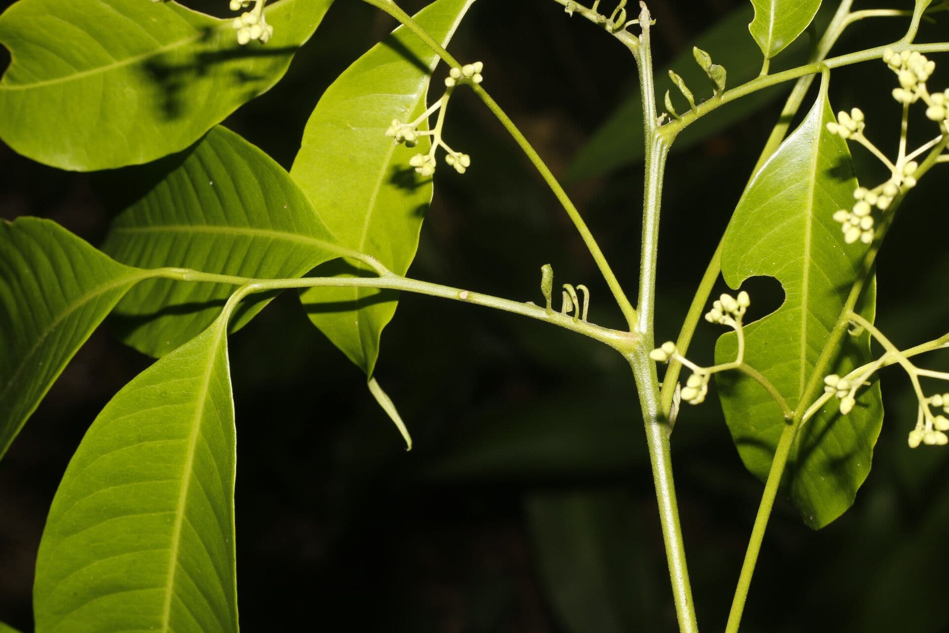 Trichilia 3