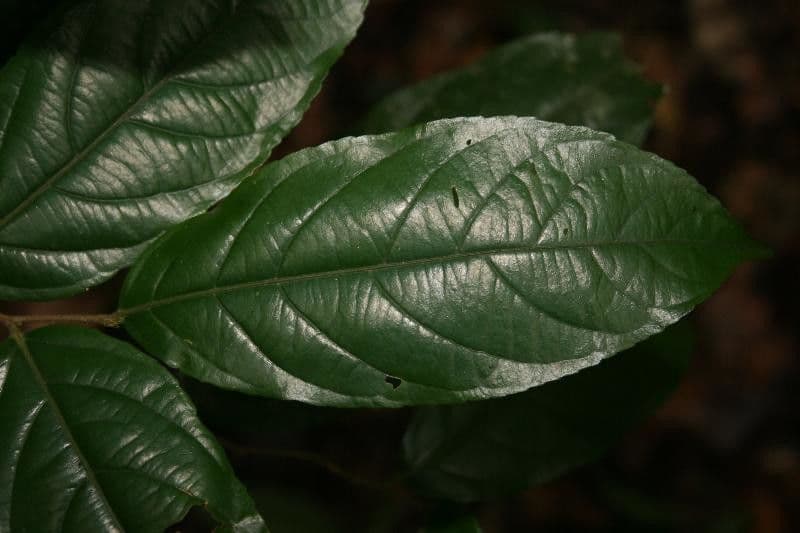 Ampelocera edentula 3
