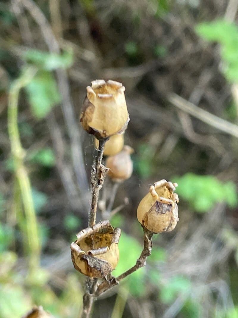 Silene cretica