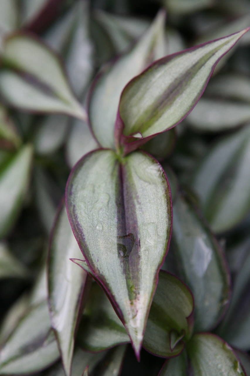 Tradescantia 23