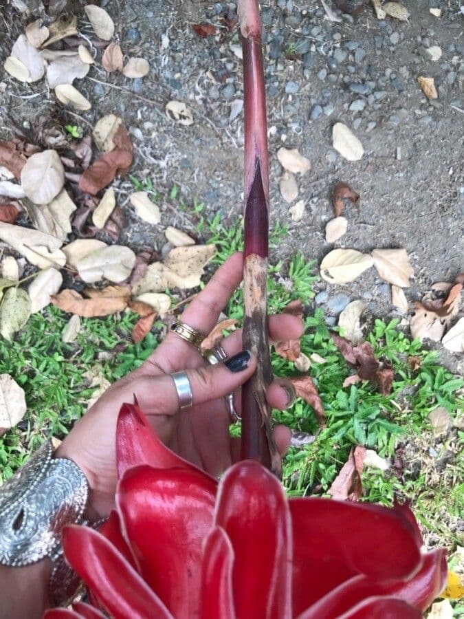 Fleur de cire philippine 21