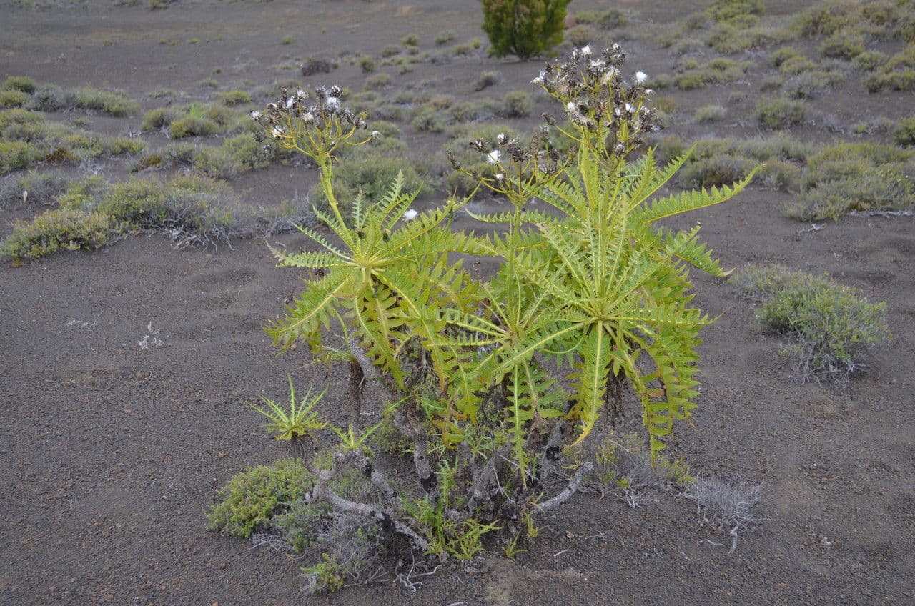 Sonchus gandogeri 5