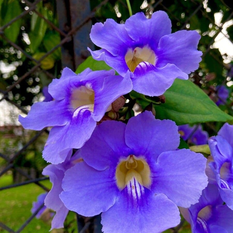Thunbergia 4
