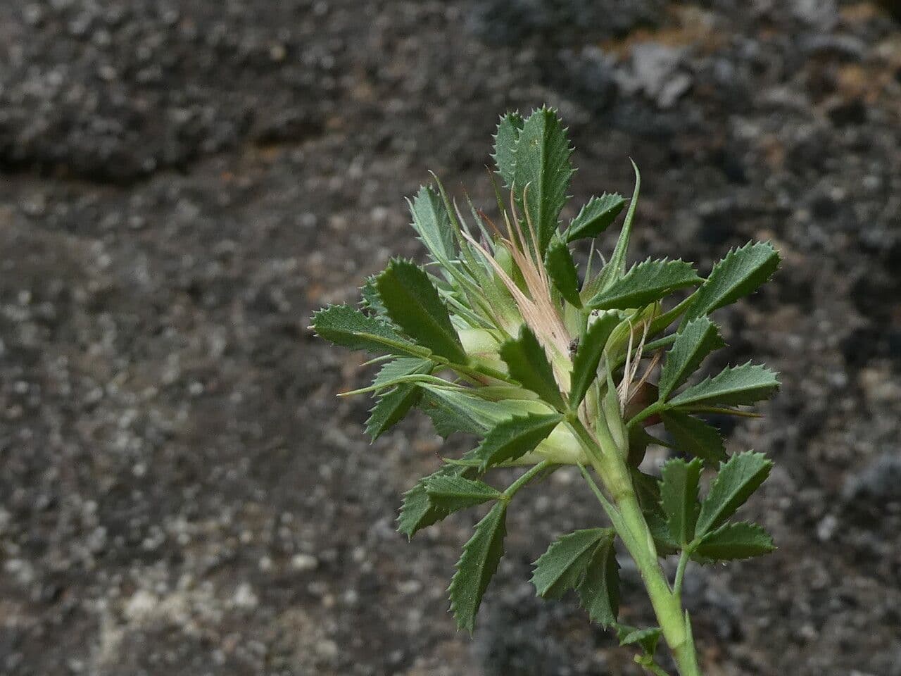 Asnallo 24