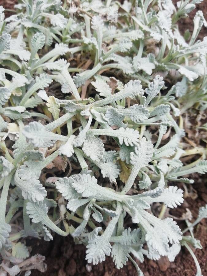 Achillea 8