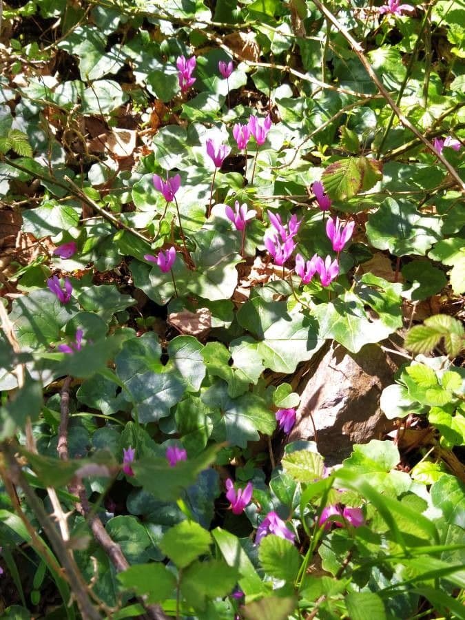 Ciclamino primaverile 25