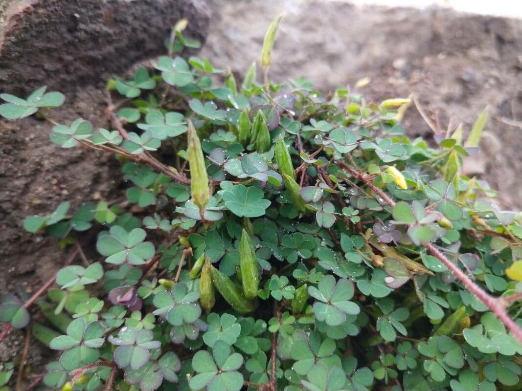 Acetosa esile 2