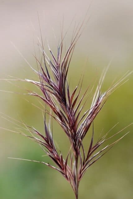 Rote Trespe