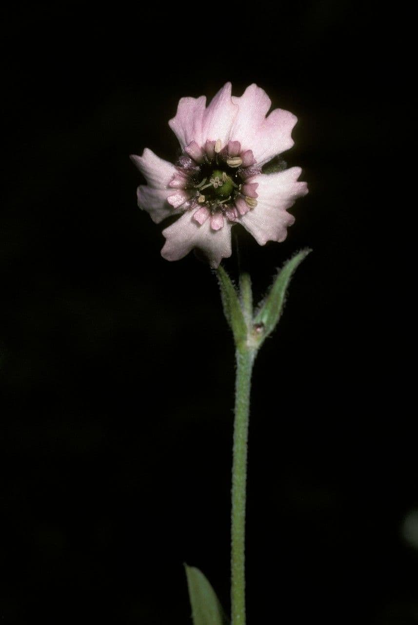 Silene