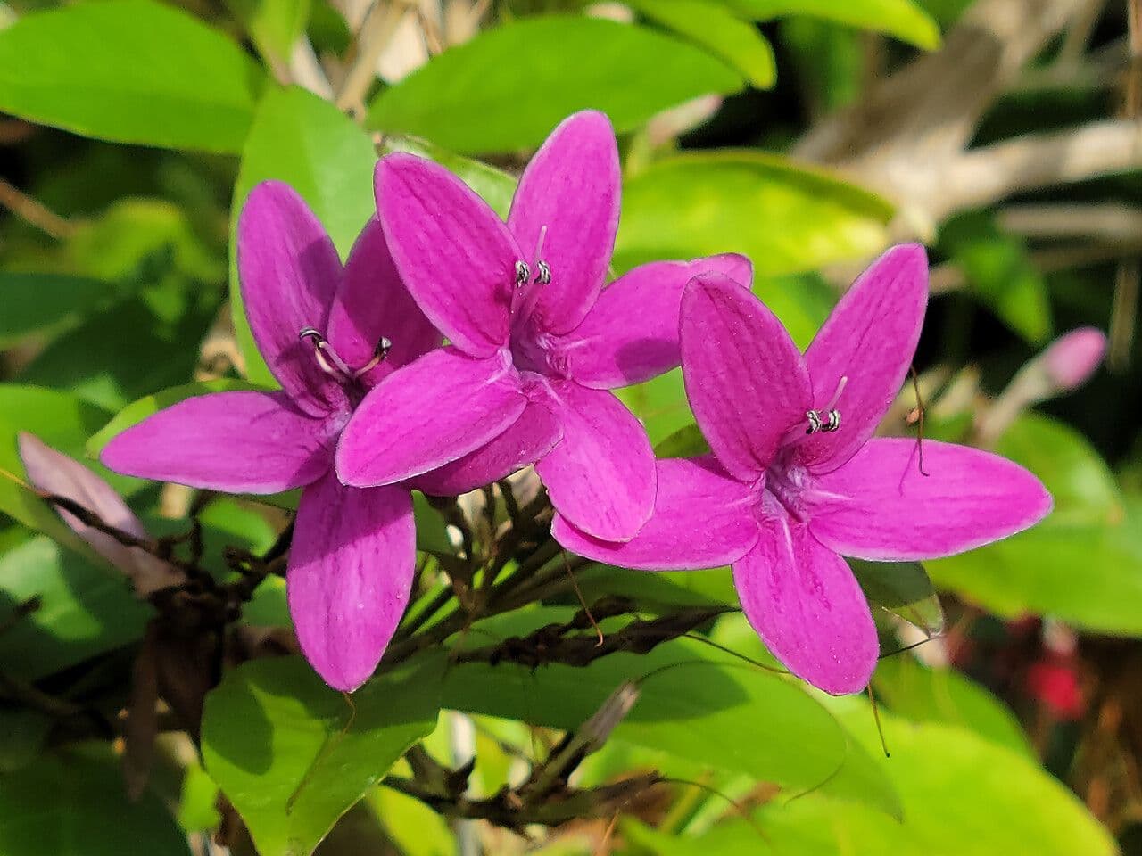 Bürstenblume 6