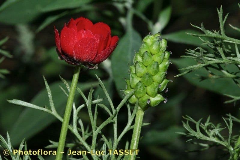 Adonis annuale 23
