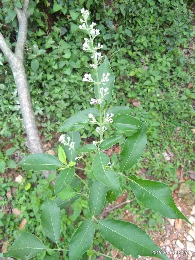 Vitex 11