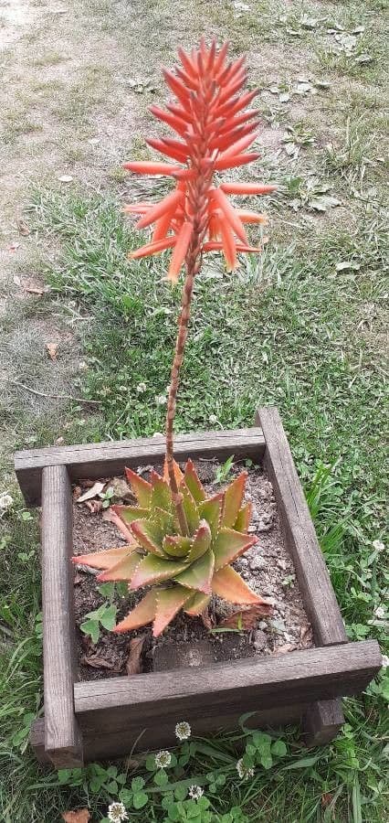 Kurzblättrige Aloe 5