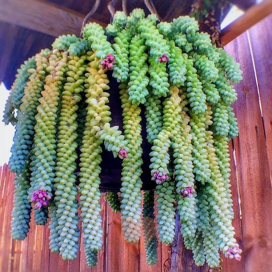 Borracina 5