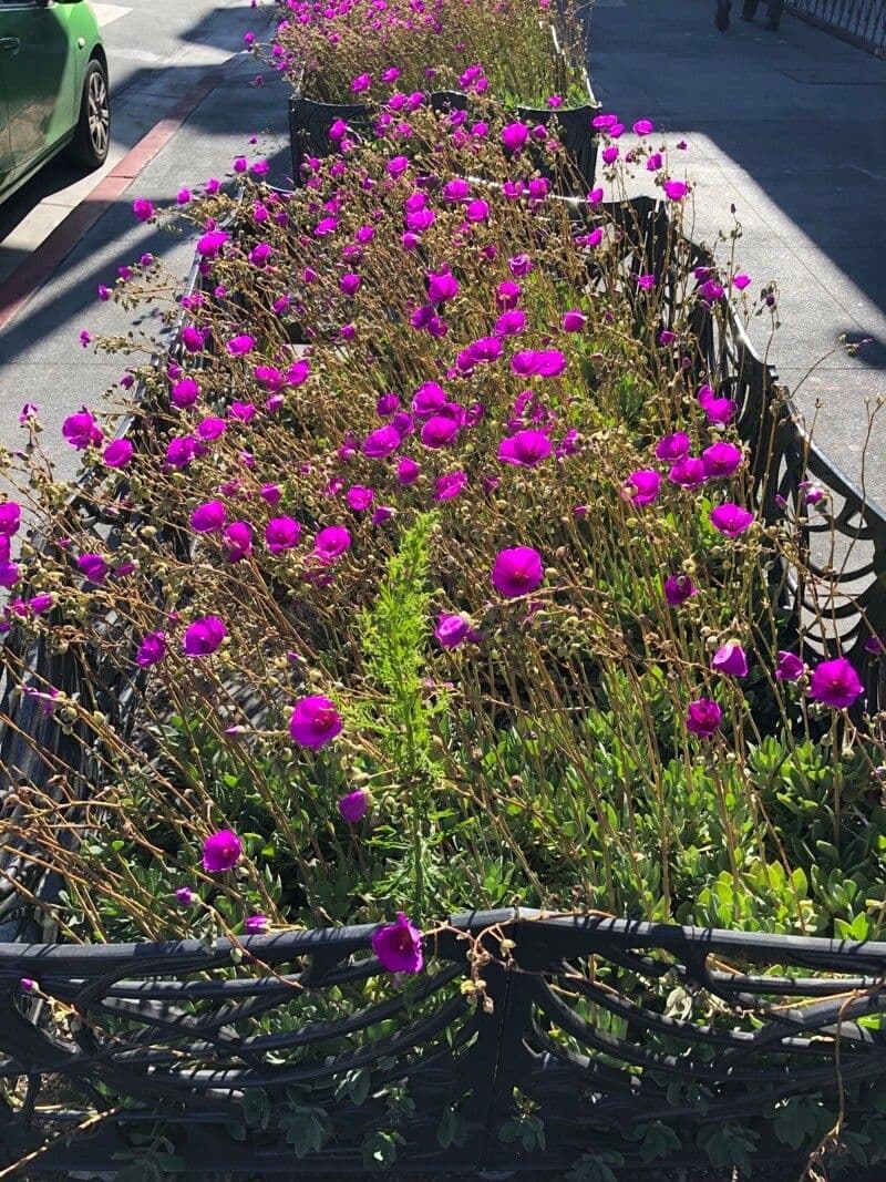 Cistanthe grandiflora 13