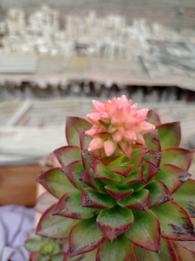 Aeonium decorum 2