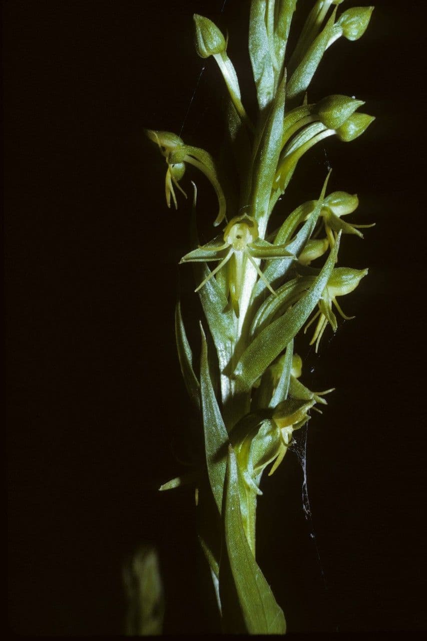 Orchidée d'eau 3