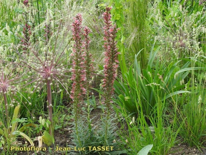 Pontechium maculato 8