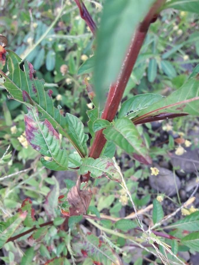 Ludwigia 17